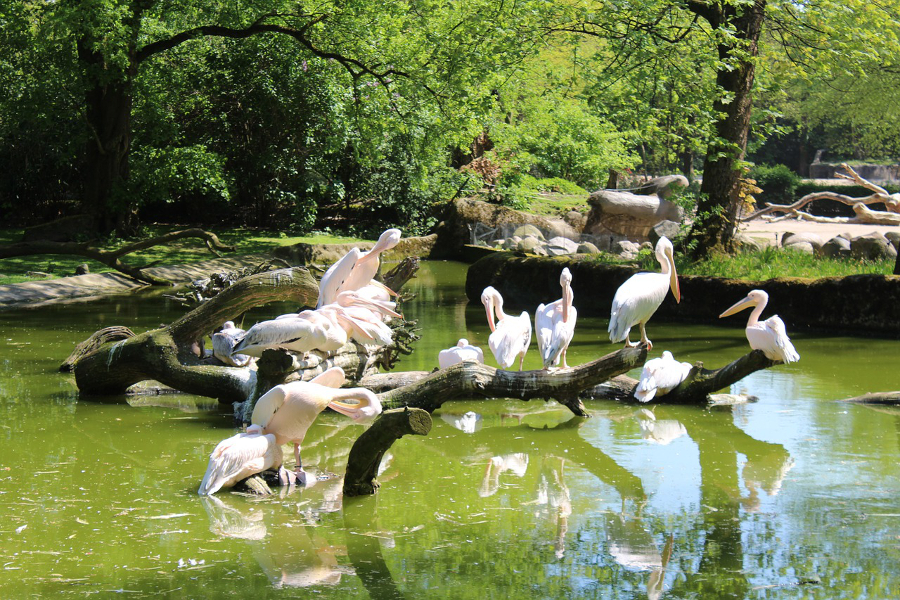 Nächte hagenbeck romantik Tierpark in